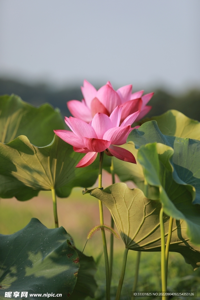 莲花