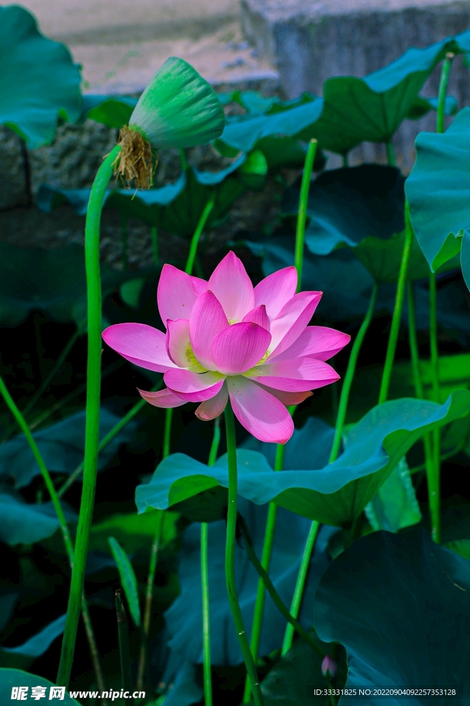 莲花