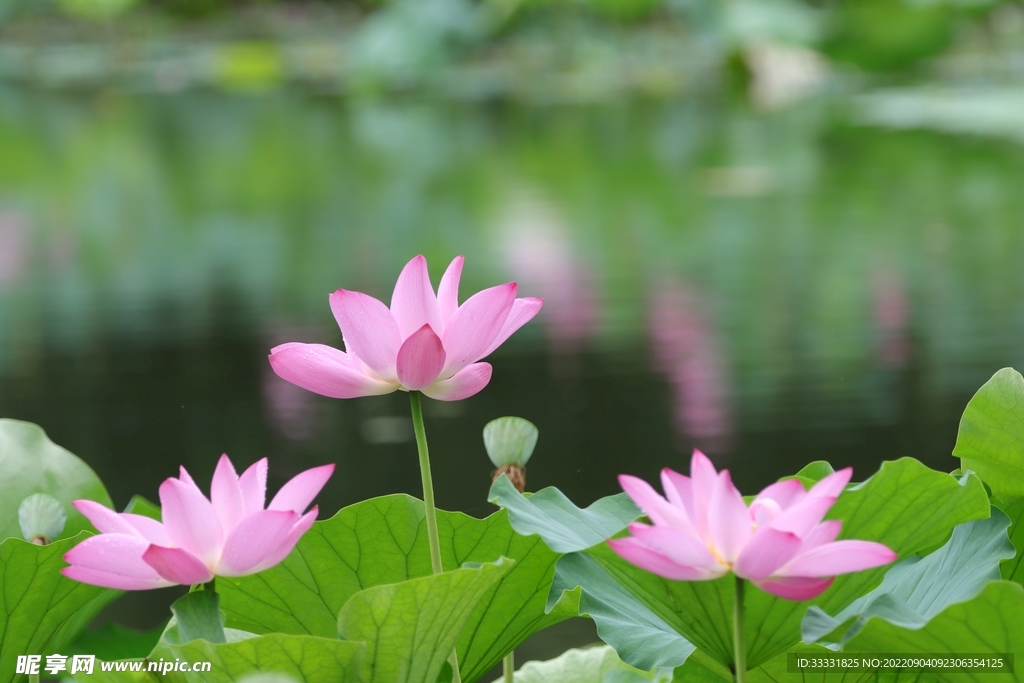 莲花