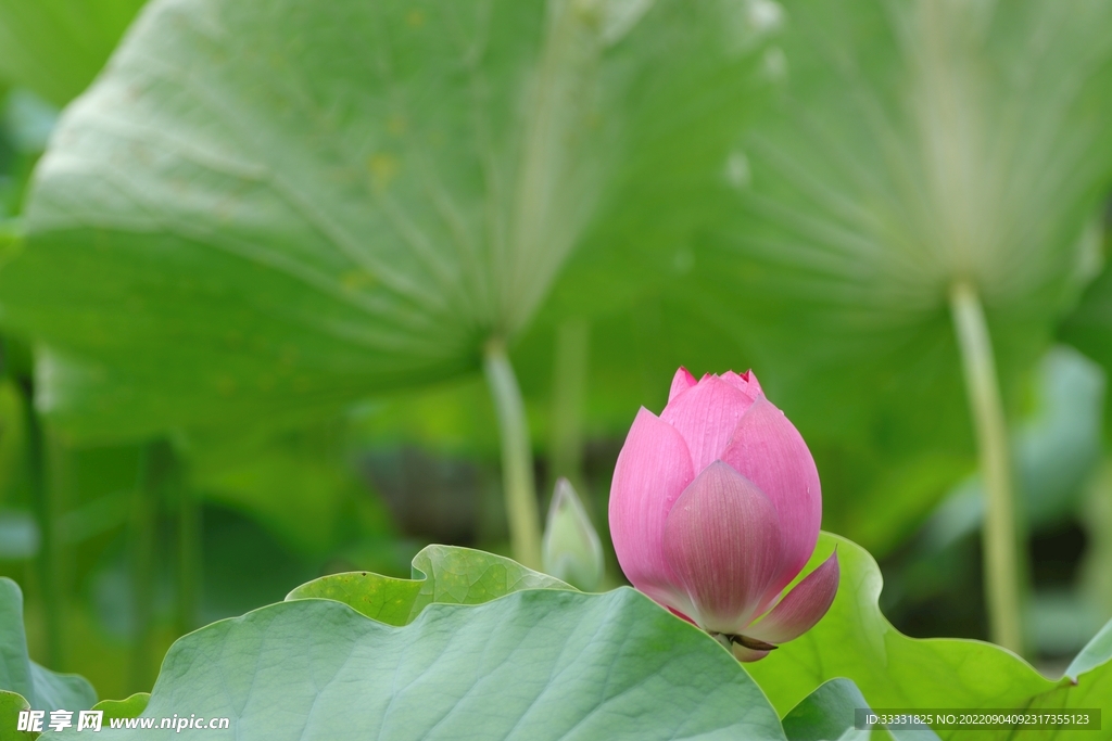 莲花