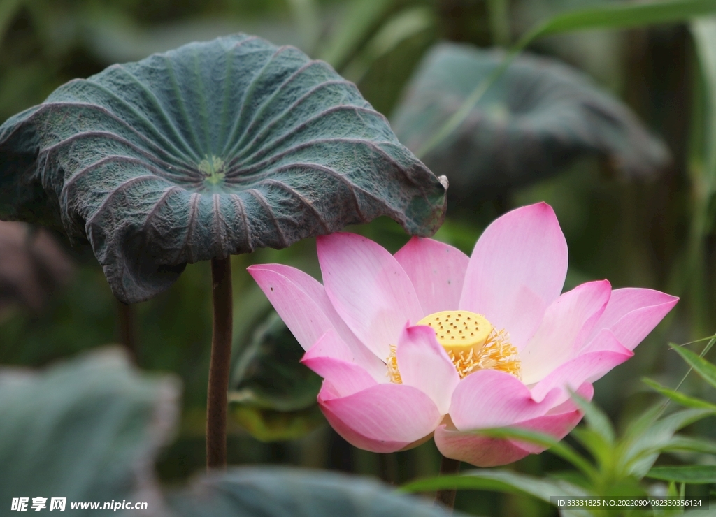 莲花