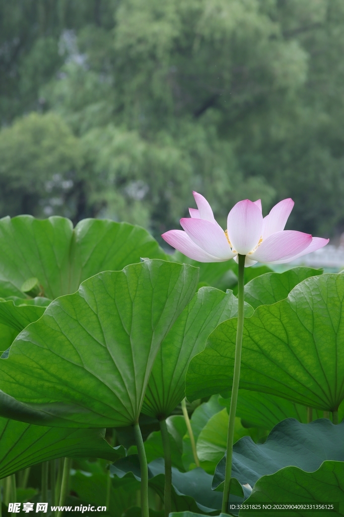 莲花