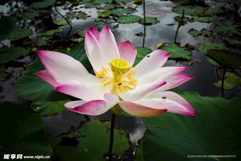 莲花