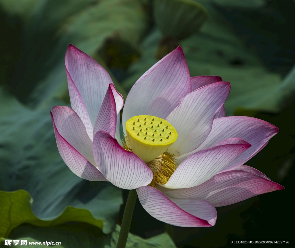 莲花