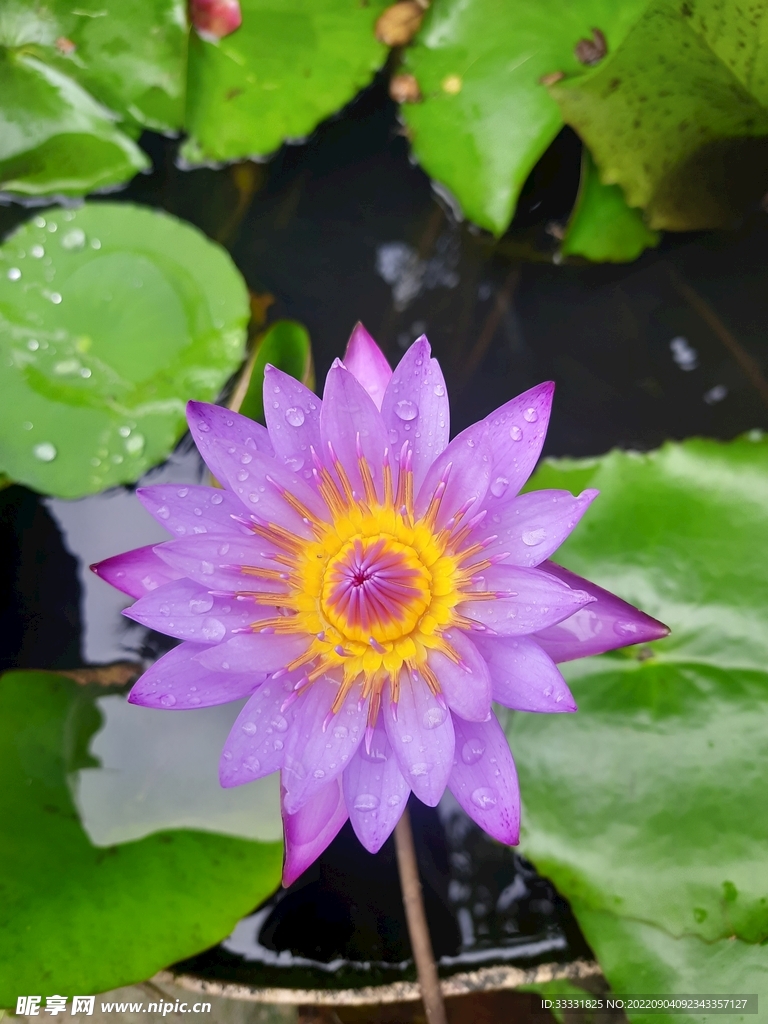 莲花