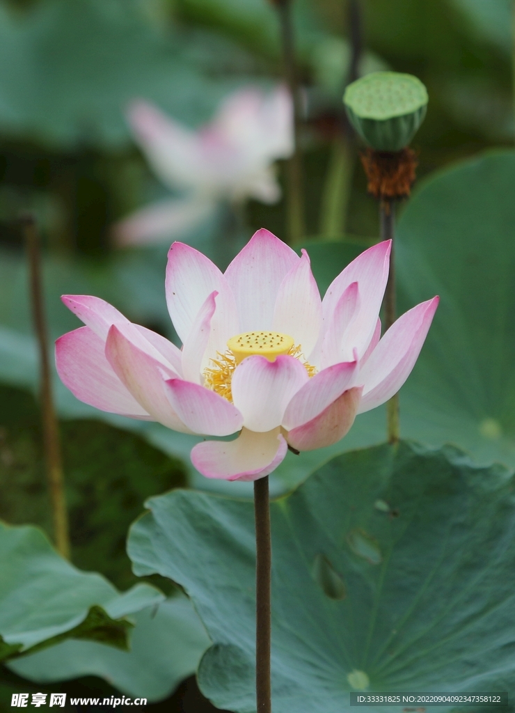 莲花