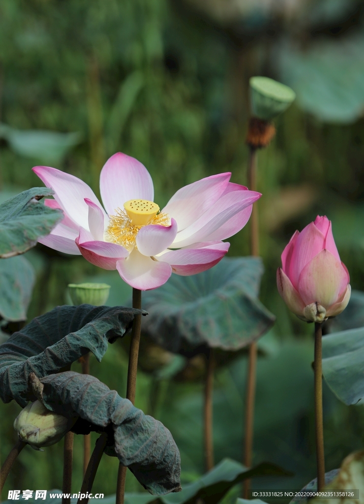 莲花