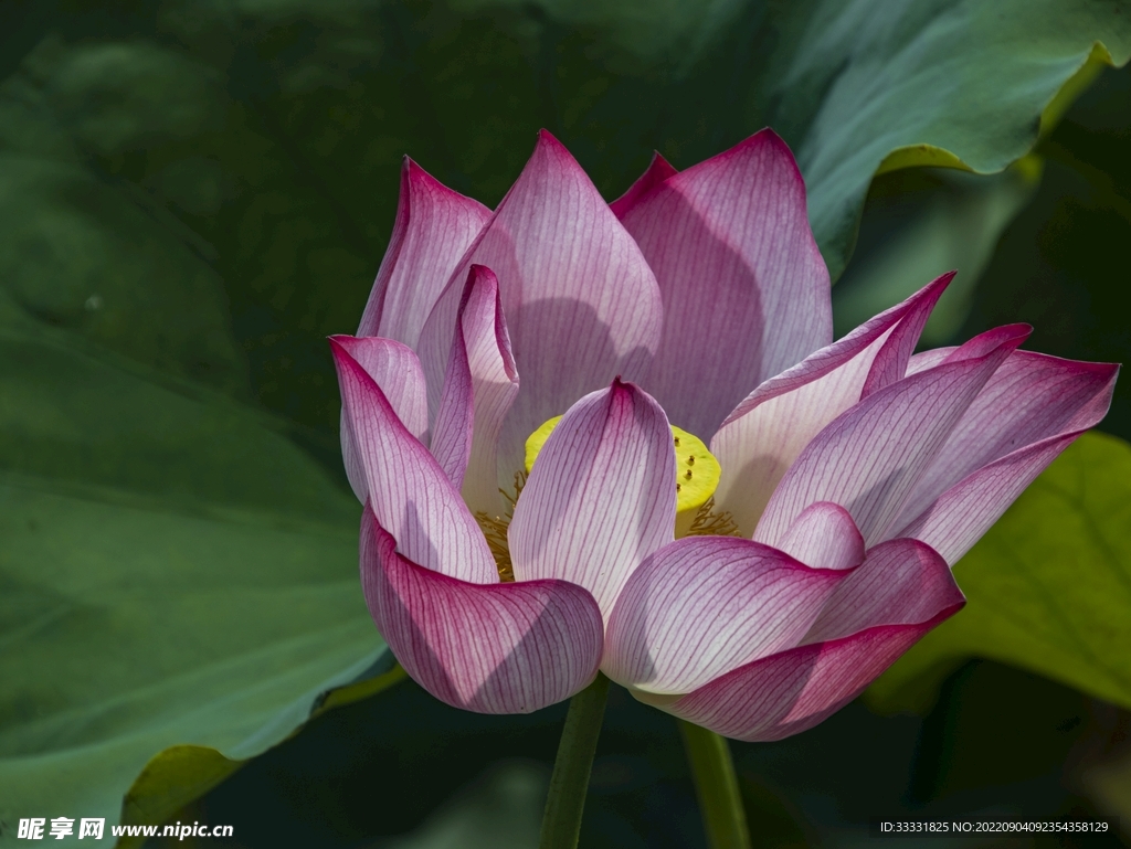 莲花