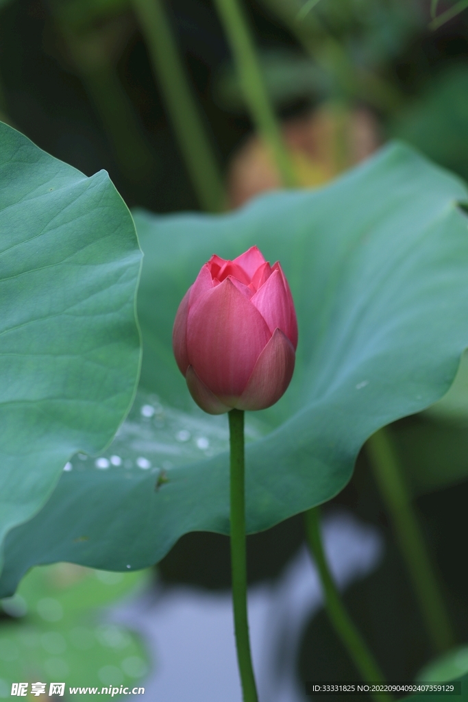 莲花