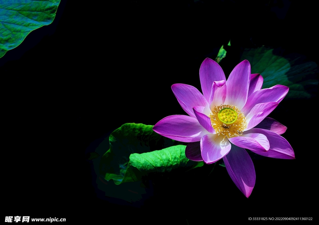 莲花