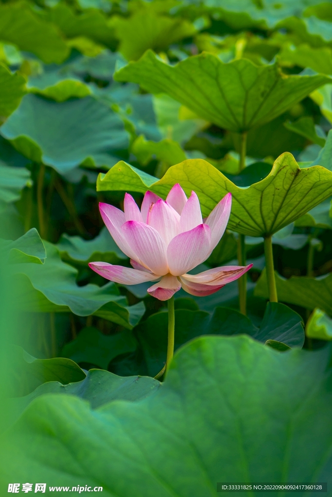 莲花