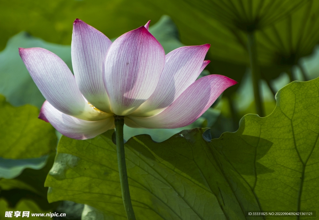 莲花