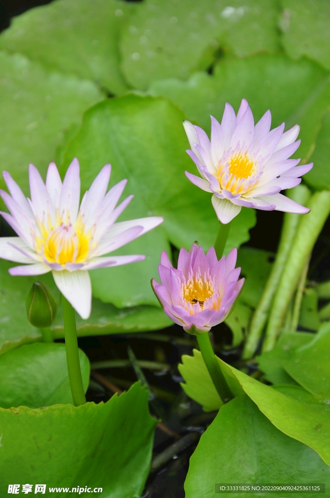 莲花