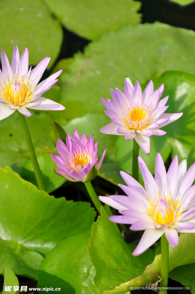 莲花