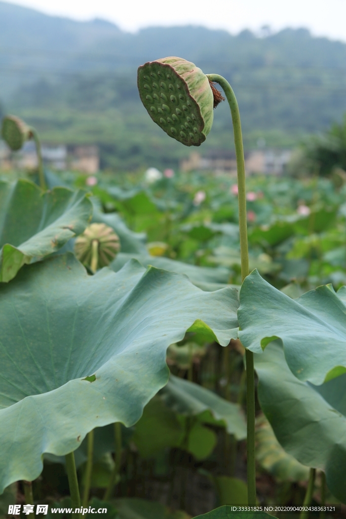 莲花