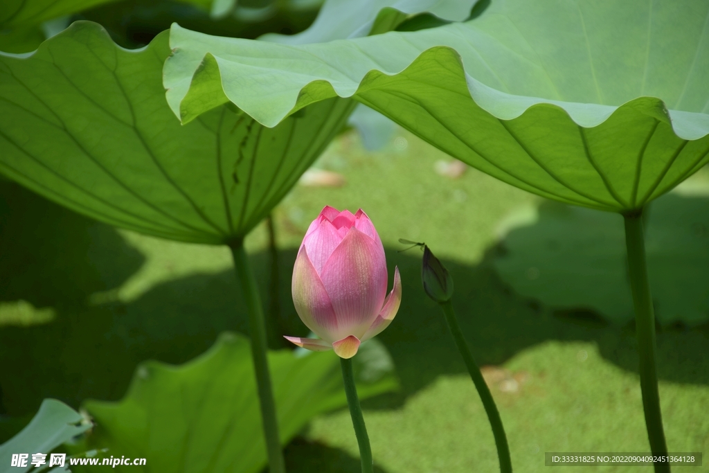 莲花