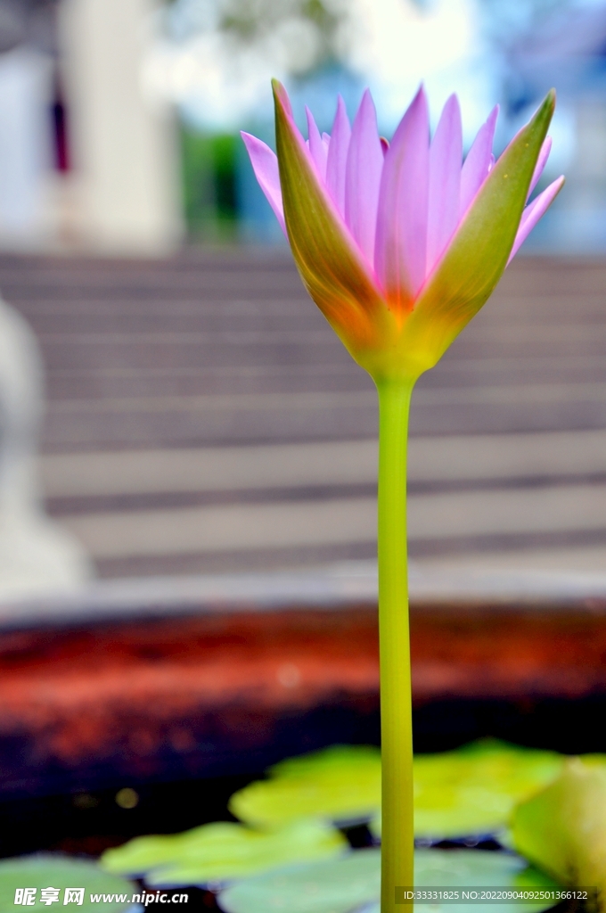 莲花