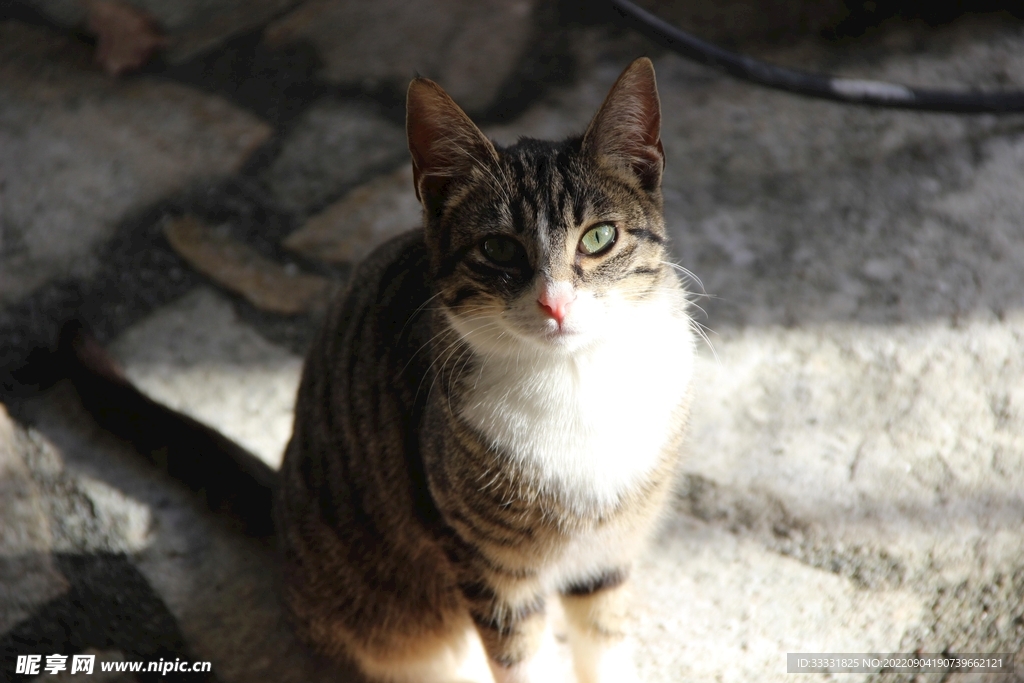 猫