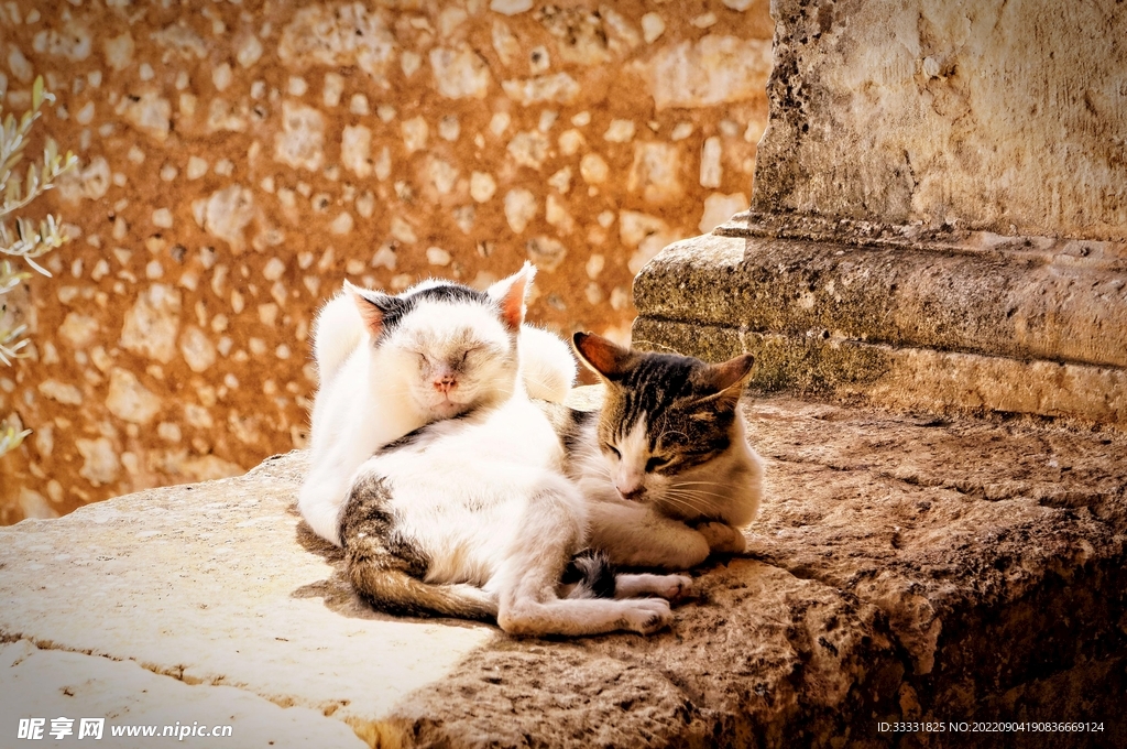 猫