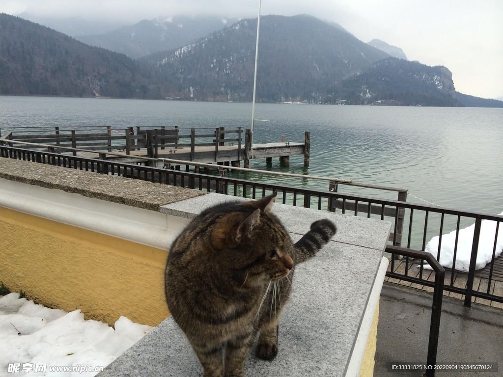 猫