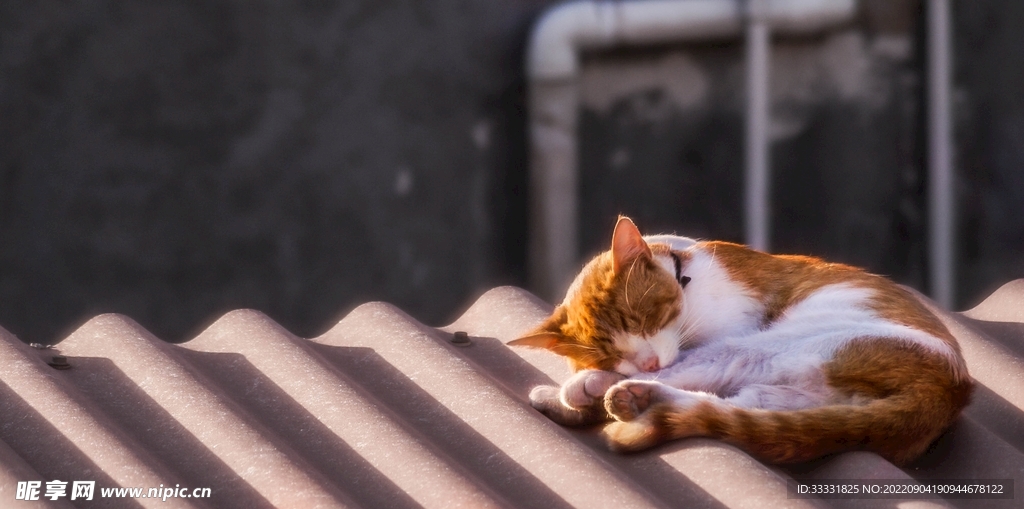 猫