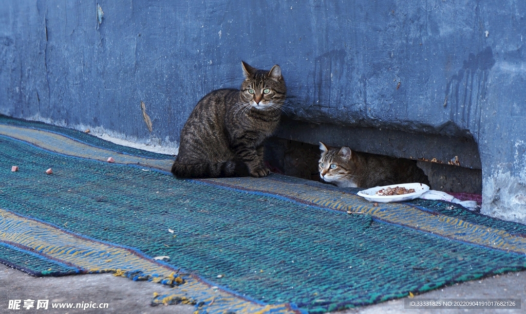 猫