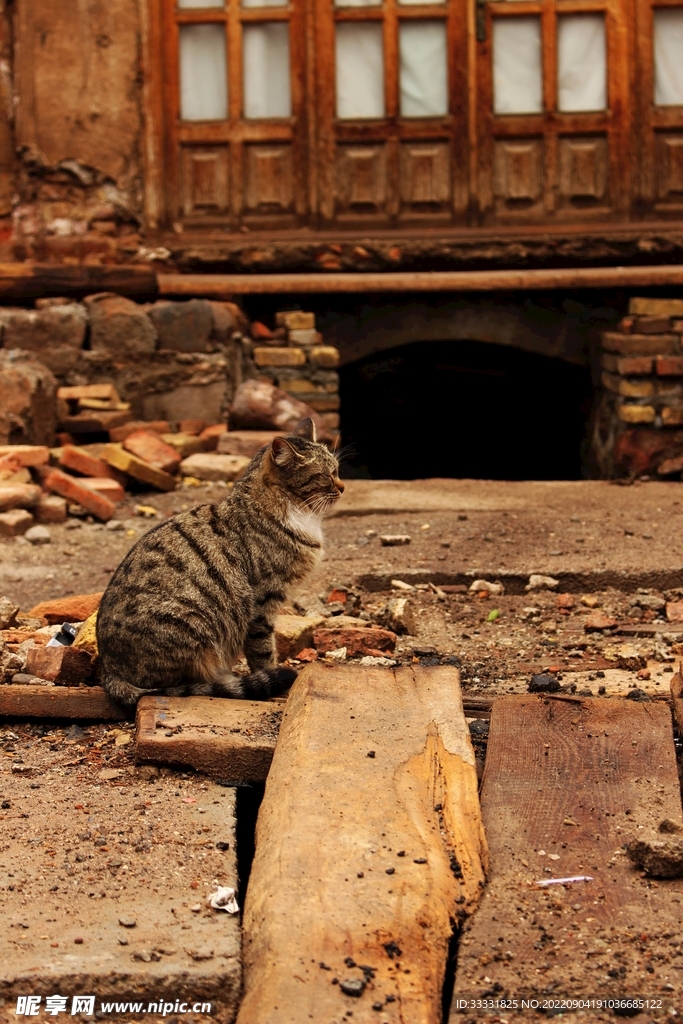 猫