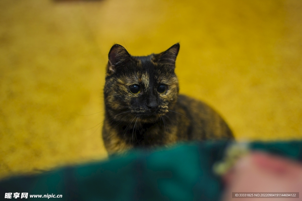 猫