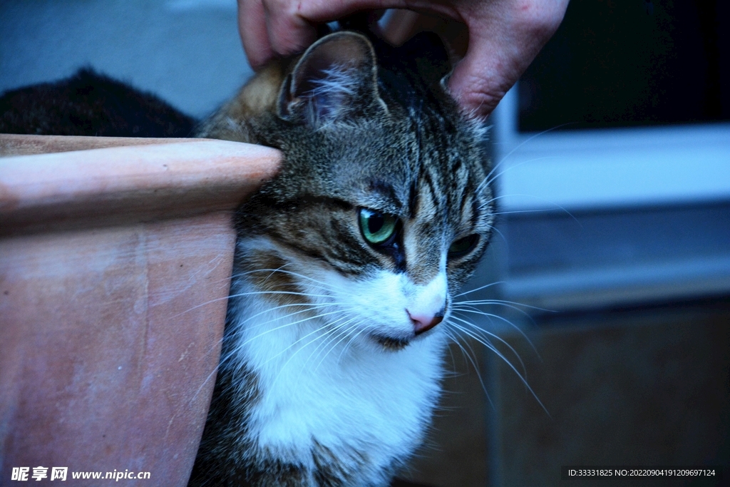 猫