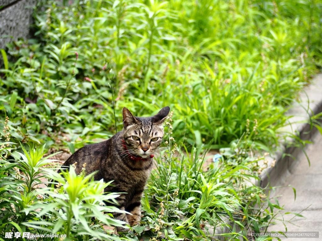 猫