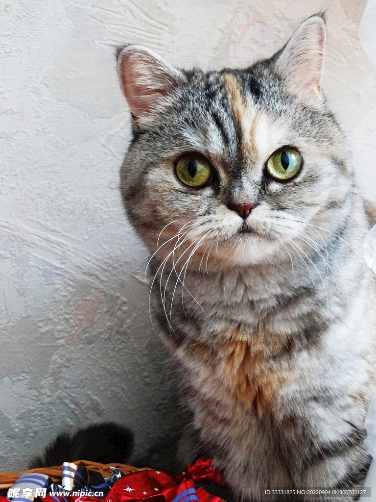 猫