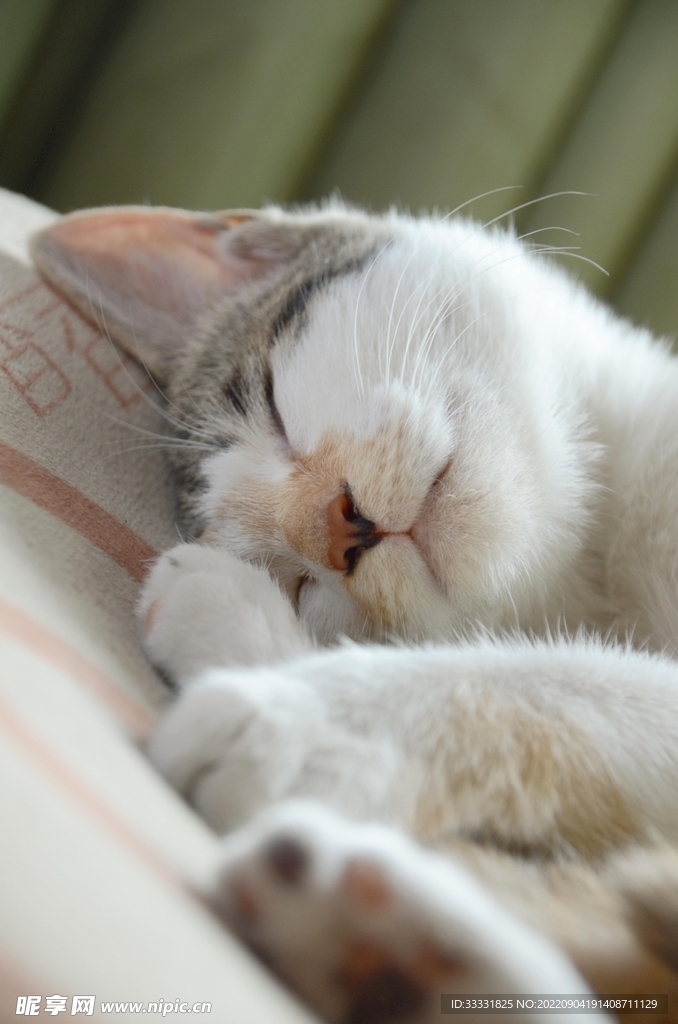 猫