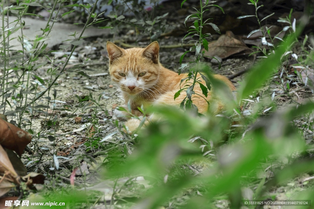 猫