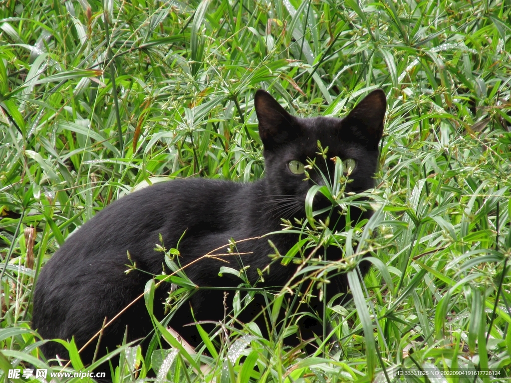 猫