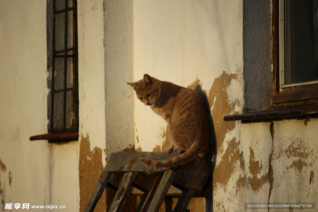 猫