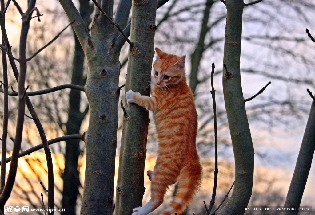 猫
