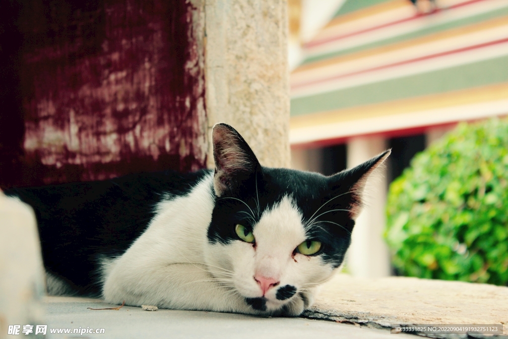 猫
