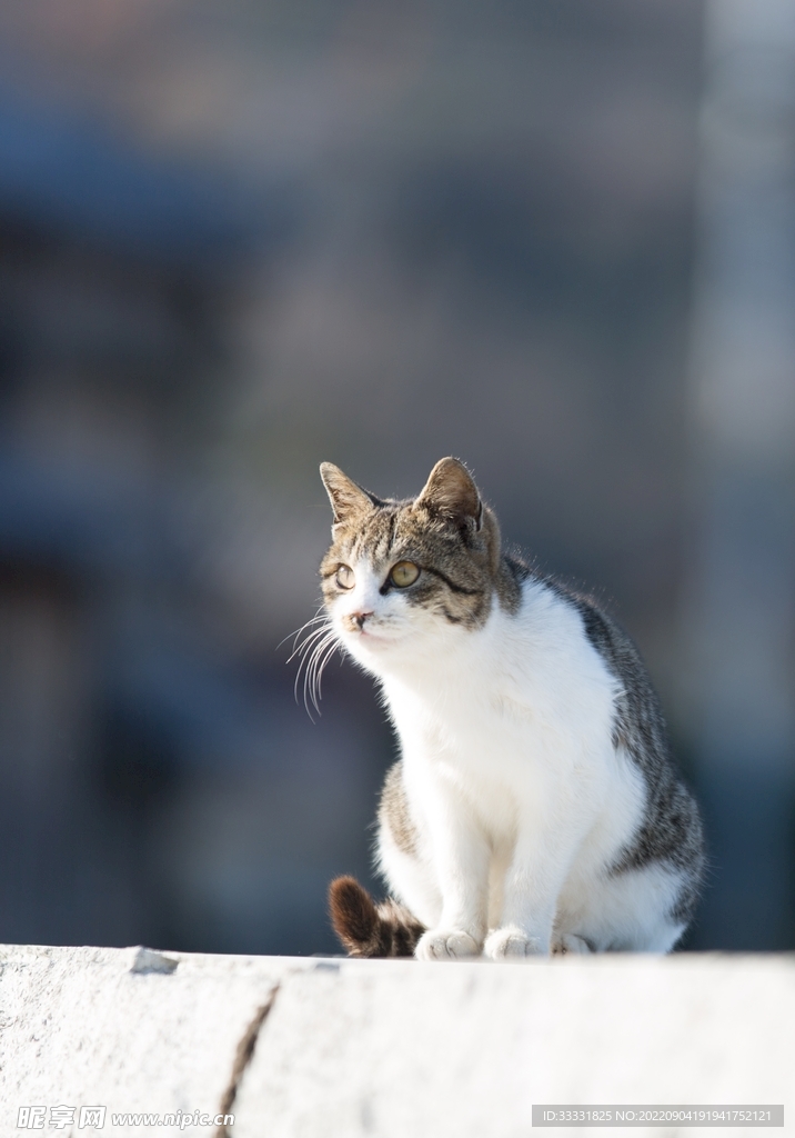 猫