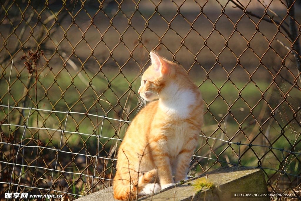 猫