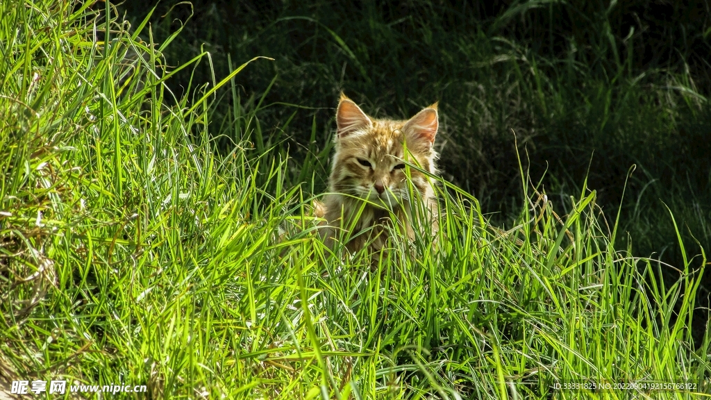 猫