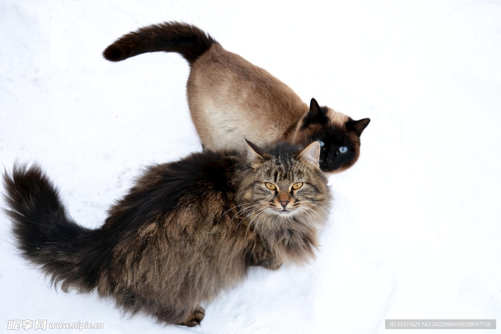 猫