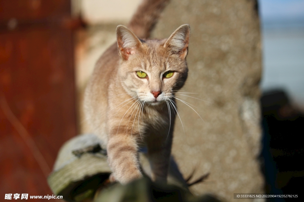 猫