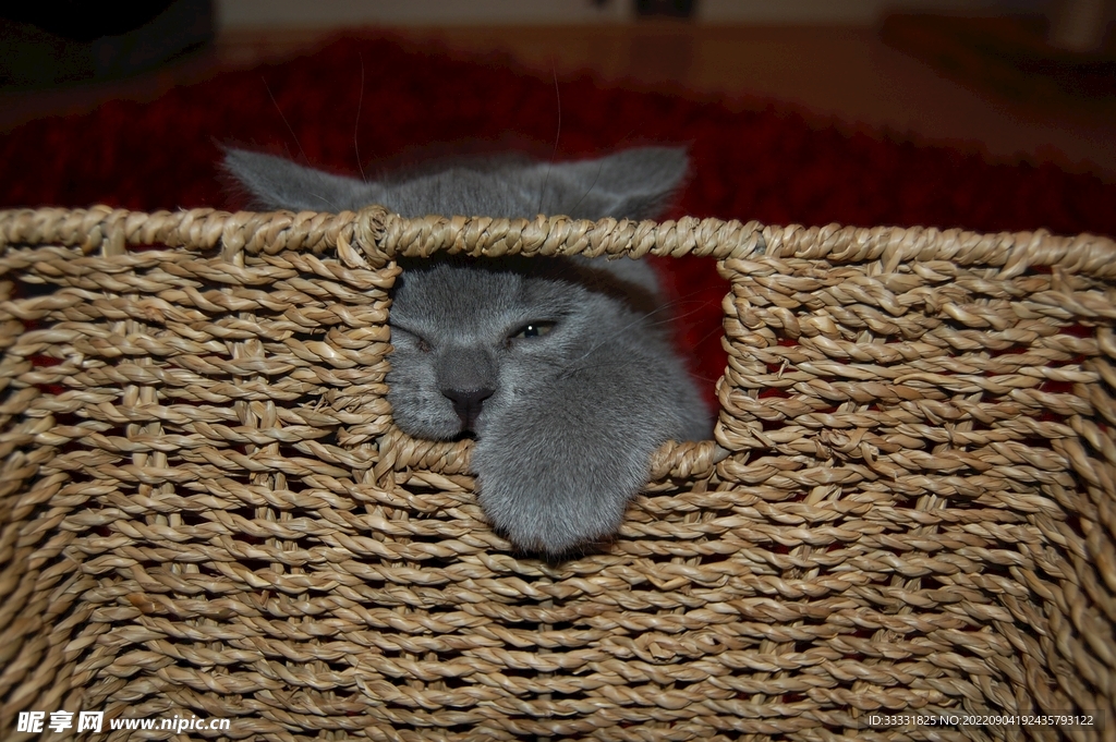 猫