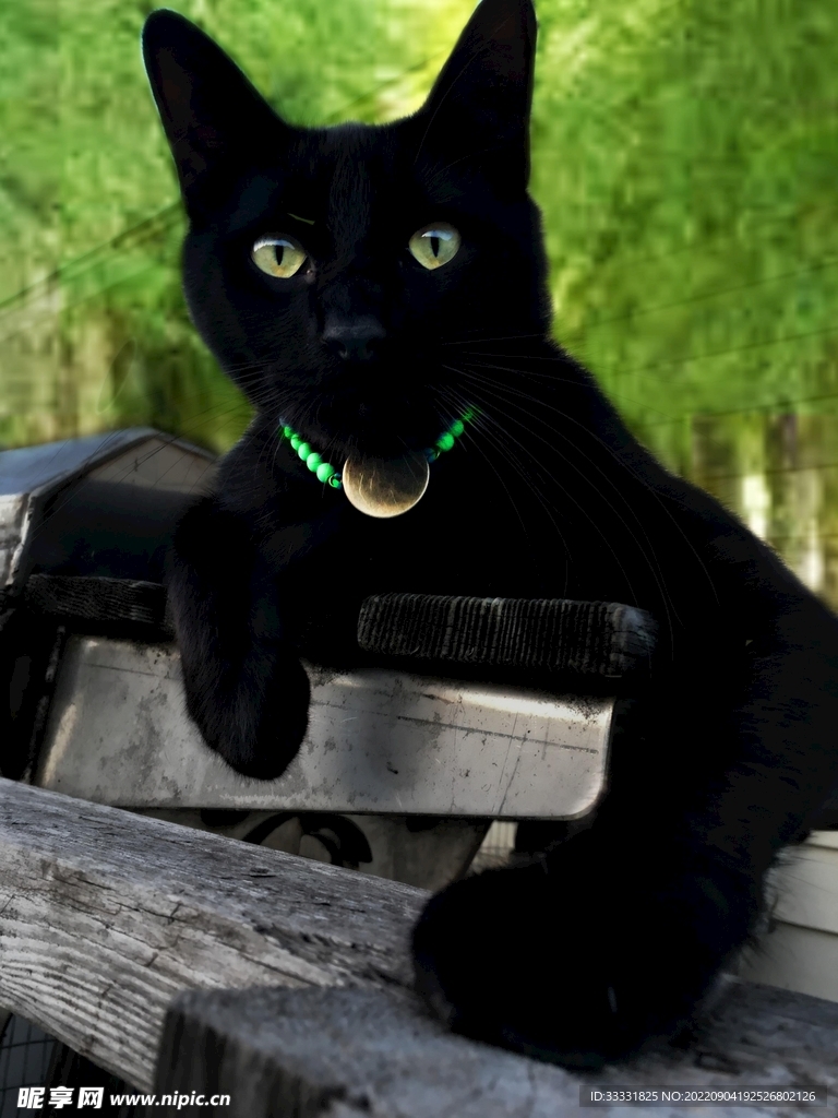 猫
