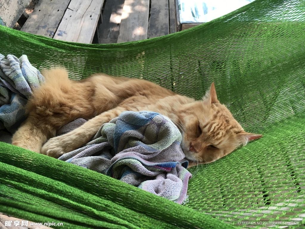 猫