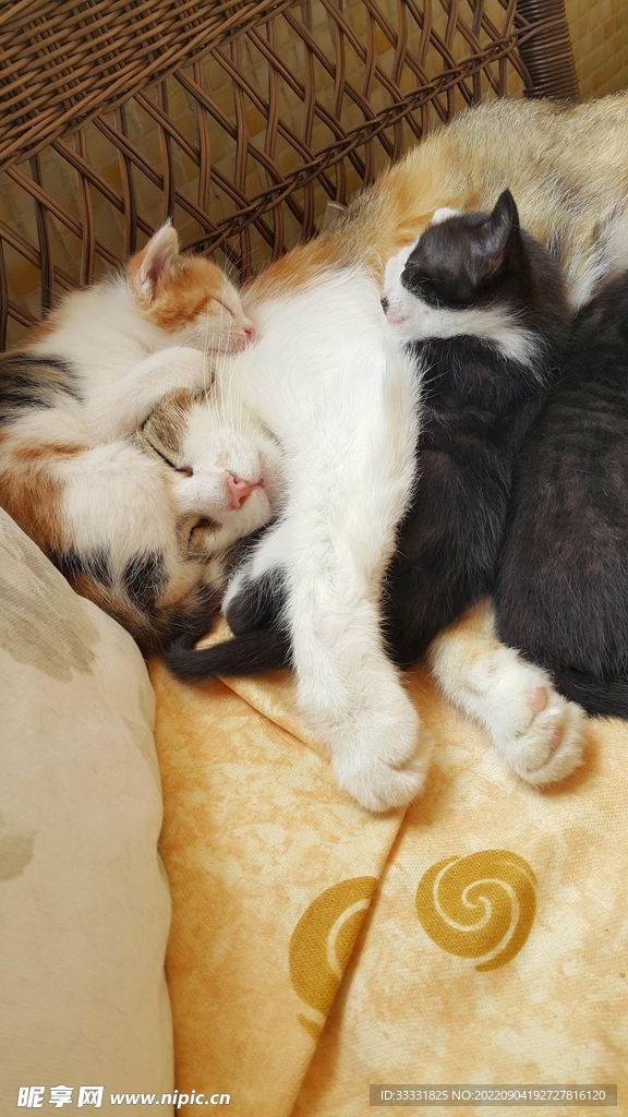 猫