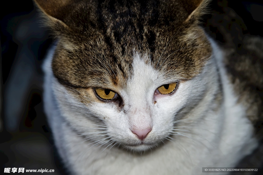 猫