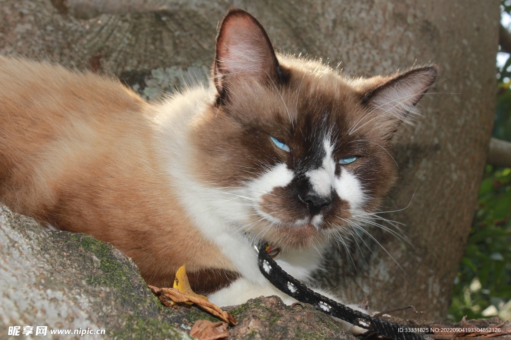 猫