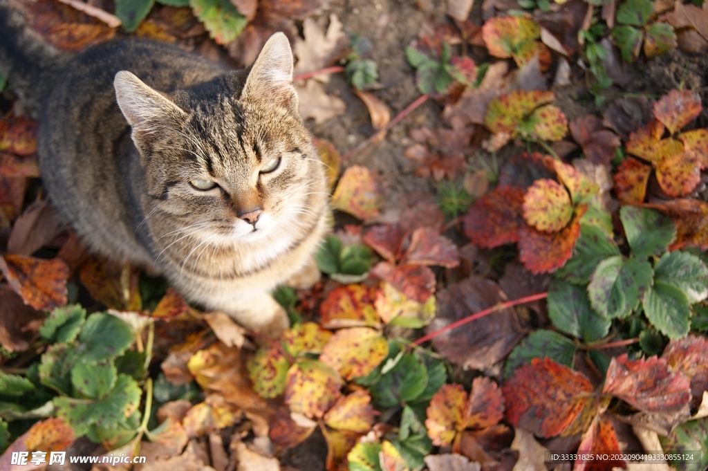 猫