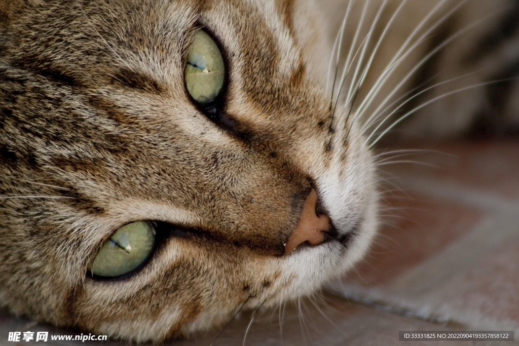 猫